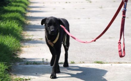 Traumschöner Kovu sucht Zuhause