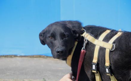 Traumschöner Kovu sucht Zuhause