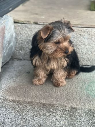 Yorkshire Ted und Flufy