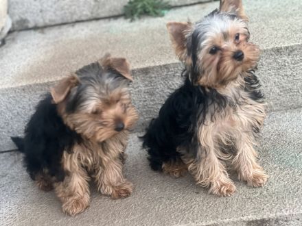 Yorkshire Ted und Flufy