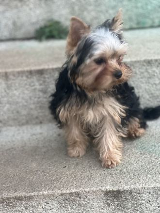 Yorkshire Ted und Flufy