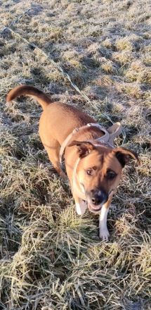 Amy (Australian-Sheperd-Stafford-Mix)