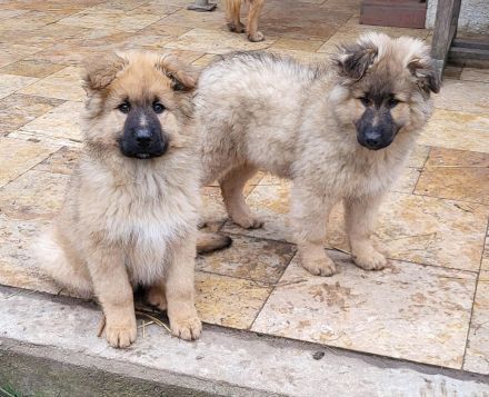 Welpen Mischlinge (Harzer Fuchs-Mix), noch drei Rüden