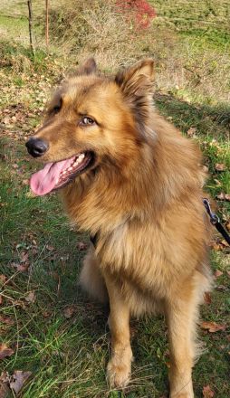 Welpen Mischlinge (Harzer Fuchs-Mix), noch drei Rüden