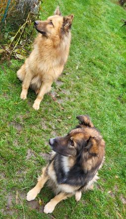 Welpen Mischlinge (Harzer Fuchs-Mix), noch drei Rüden