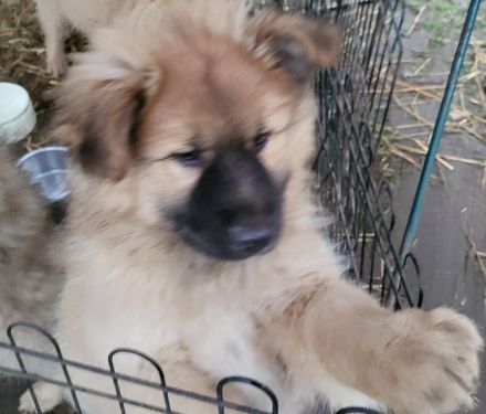 Welpen Mischlinge (Harzer Fuchs-Mix), noch drei Rüden