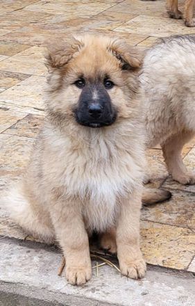 Welpen Mischlinge (Harzer Fuchs-Mix), noch drei Rüden