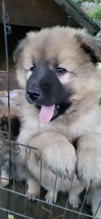 Welpen Mischlinge (Harzer Fuchs-Mix), noch drei Rüden