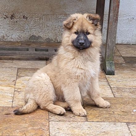 Welpen Mischlinge (Harzer Fuchs-Mix), noch drei Rüden