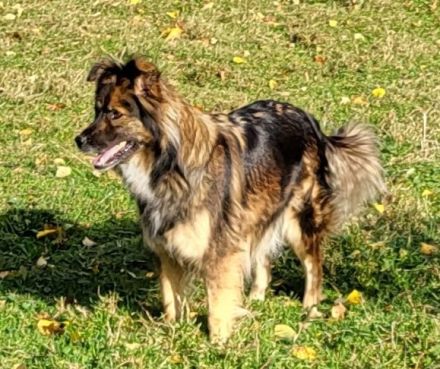 Welpen Mischlinge (Harzer Fuchs-Mix), noch drei Rüden