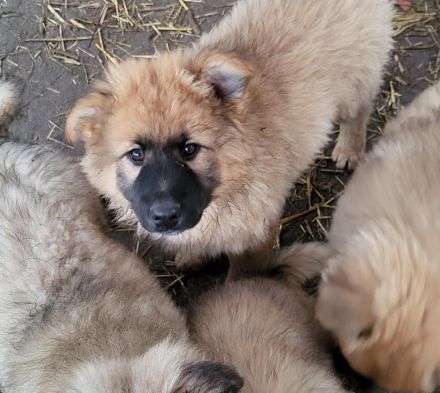 Welpen Mischlinge (Harzer Fuchs-Mix), noch drei Rüden