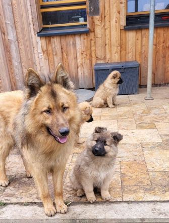 Welpen Mischlinge (Harzer Fuchs-Mix), noch drei Rüden