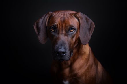 Rhodesian Ridgeback Welpen