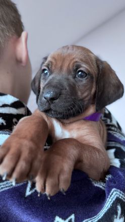 Rhodesian Ridgeback Welpen