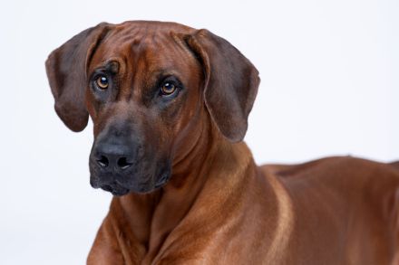Rhodesian Ridgeback Welpen