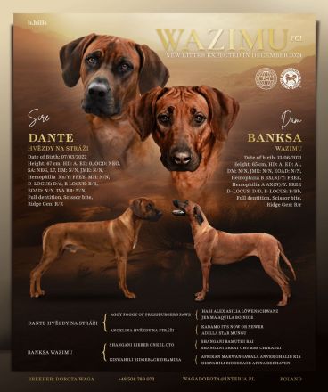 Rhodesian Ridgeback Welpen