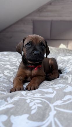 Rhodesian Ridgeback Welpen