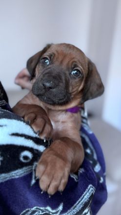 Rhodesian Ridgeback Welpen