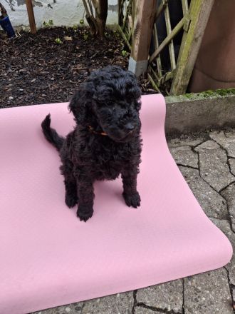 2 weibliche Großpudelwelpen aus VDH Zucht suchen ihren Lieblingsmenschen - Hündinnen