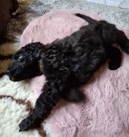 2 weibliche Großpudelwelpen aus VDH Zucht suchen ihren Lieblingsmenschen - Hündinnen