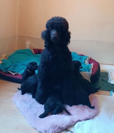 2 weibliche Großpudelwelpen aus VDH Zucht suchen ihren Lieblingsmenschen - Hündinnen