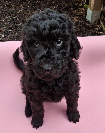 2 weibliche Großpudelwelpen aus VDH Zucht suchen ihren Lieblingsmenschen - Hündinnen