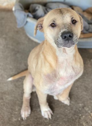 Coco, geb. ca. 07/2022, lebt in GRIECHENLAND, auf einer privaten Pflegestelle