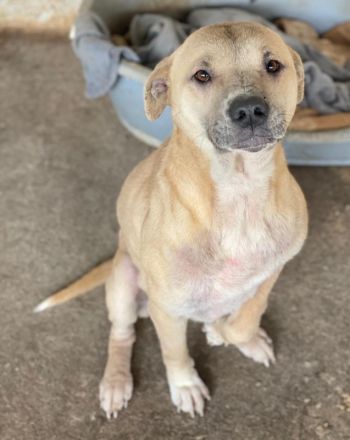 Coco, geb. ca. 07/2022, lebt in GRIECHENLAND, auf einer privaten Pflegestelle