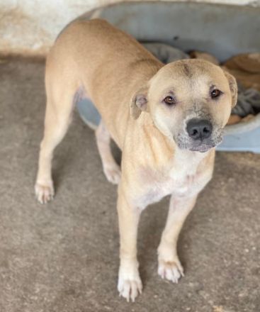 Coco, geb. ca. 07/2022, lebt in GRIECHENLAND, auf einer privaten Pflegestelle