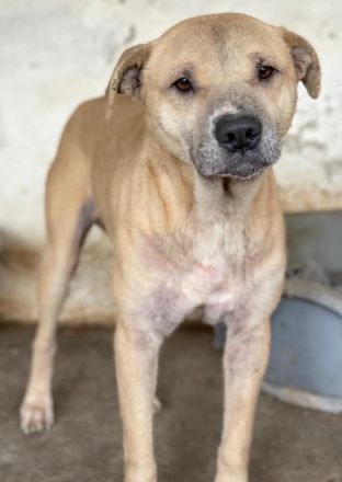 Coco, geb. ca. 07/2022, lebt in GRIECHENLAND, auf einer privaten Pflegestelle