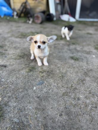 4 wunderschöne Chihuahua Welpen suchen ein neues zuhause
