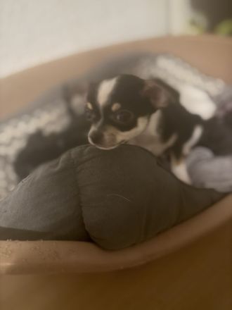 4 wunderschöne Chihuahua Welpen suchen ein neues zuhause