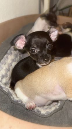 4 wunderschöne Chihuahua Welpen suchen ein neues zuhause
