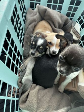 4 wunderschöne Chihuahua Welpen suchen ein neues zuhause