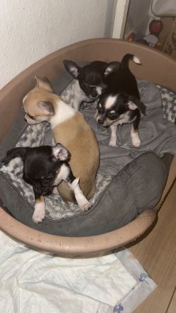 4 wunderschöne Chihuahua Welpen suchen ein neues zuhause