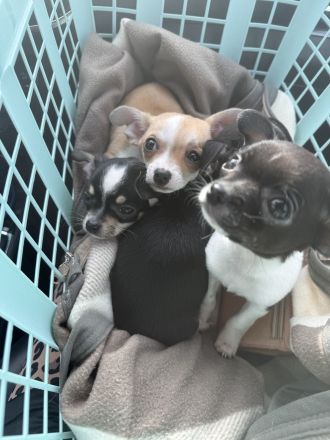 4 wunderschöne Chihuahua Welpen suchen ein neues zuhause