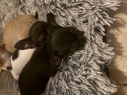 4 wunderschöne Chihuahua Welpen suchen ein neues zuhause