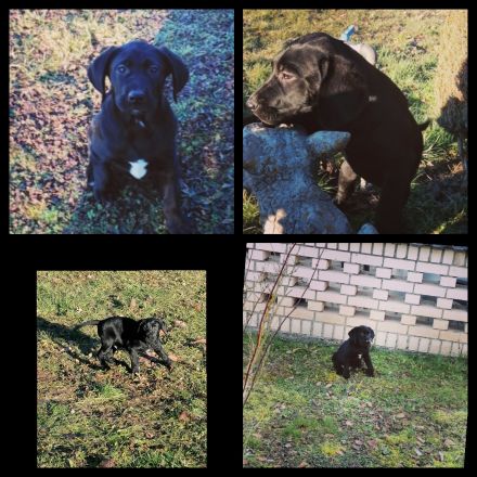 Labrador, Braun, schwarz,DK