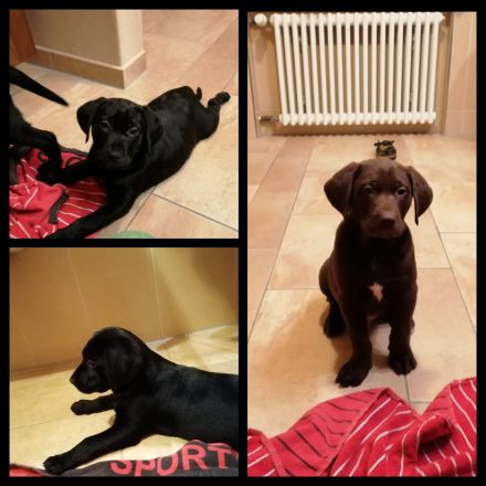 Labrador, Braun, schwarz,DK