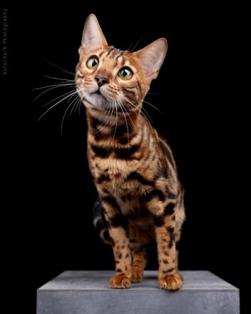 Zuchtkatze sucht neues Zuhause - Zuchtverkleinerung