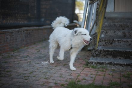 Wer schenkt Elliot ein Zuhause?