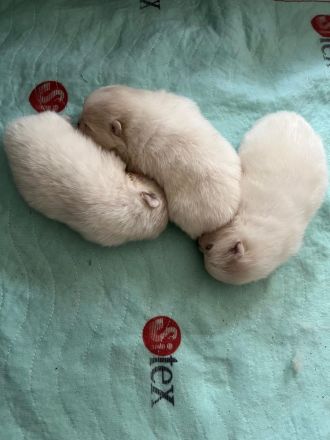 Zwergspitz Pomeranian Welpe (1M 1W)