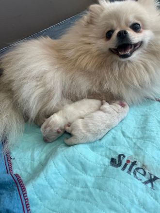 Zwergspitz Pomeranian Welpe (1M 1W)