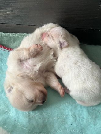 Zwergspitz Pomeranian Welpe (1M 1W)