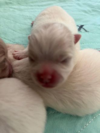 Zwergspitz Pomeranian Welpe (1M 1W)