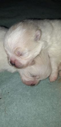 Zwergspitz Pomeranian Welpe (1M 1W)