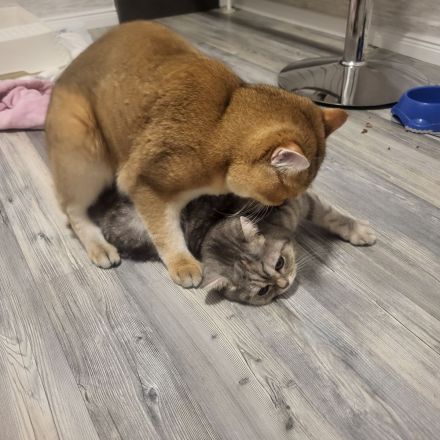 Deckkater bkh Black Golden Shaded