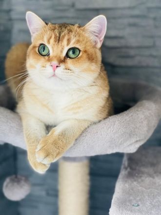 Deckkater bkh Black Golden Shaded