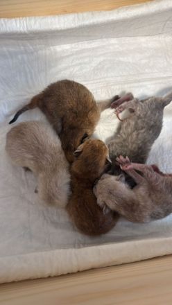 Deckkater bkh Black Golden Shaded