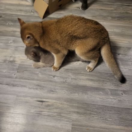 Deckkater bkh Black Golden Shaded